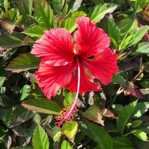 Hibiscus rosa-sinensis, Tropical - 2Ltr - Image 2