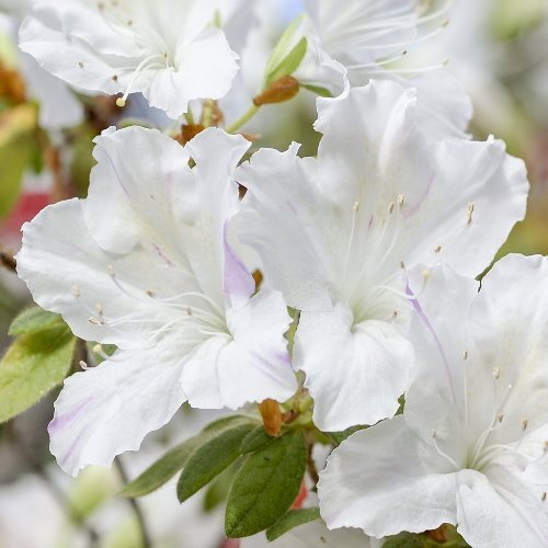Azalea White House - 1Ltr - Image 2