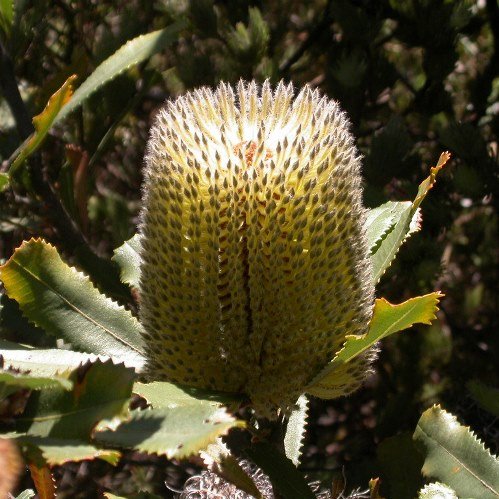 Banksia ornata - 1.5L (40/100) - Image 2
