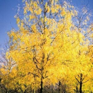 Gleditsia t. Skyline, Honey Locust - Pb28/40 (160/220)