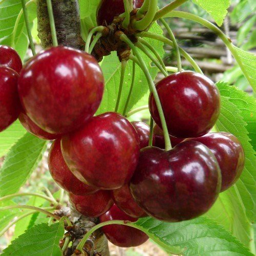 Cherry Dawson - Pb18 (120/200)