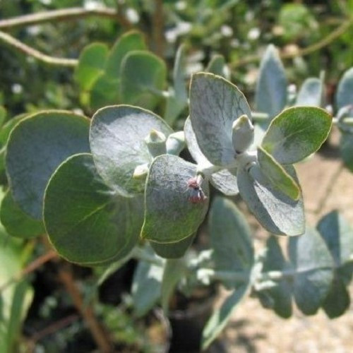 Eucalyptus p. Baby Blue - 3.5Ltr (1m-1.6m) - Image 2