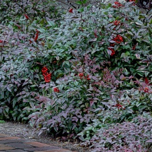 Nandina Harbour Belle - Pb6.5 - Image 2