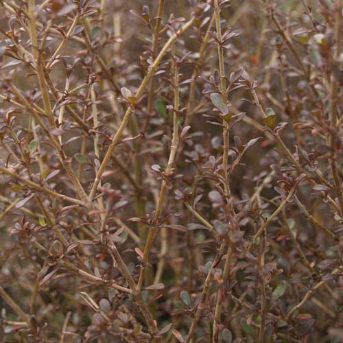 Coprosma Cappuccino - 2.5Ltr - Image 2
