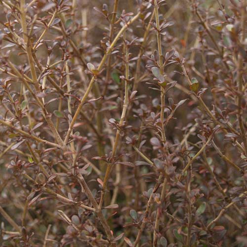 Coprosma Cappuccino - 2.5Ltr