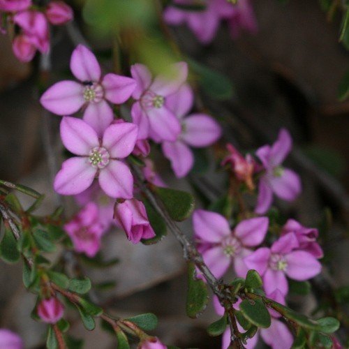 Boronia denticulata - 2.5ltr (20/30) - Image 2
