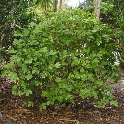 Pseudopanax Cyril Watson - 4Ltr - Image 2
