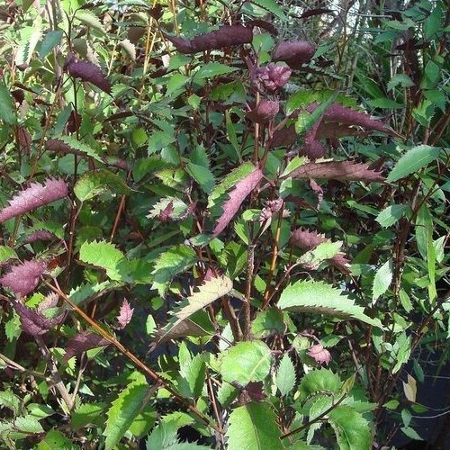 Hoheria Purple Wave, Houhere - 4Ltr
