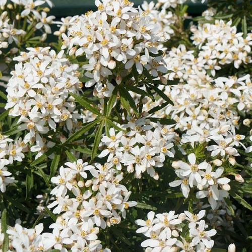 Choisya White Dazzler - Pb6.5 (20/30) - Image 2