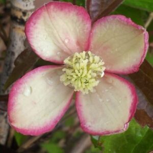 Clematis Pied Piper - 2Ltr/3Ltr (70/100)