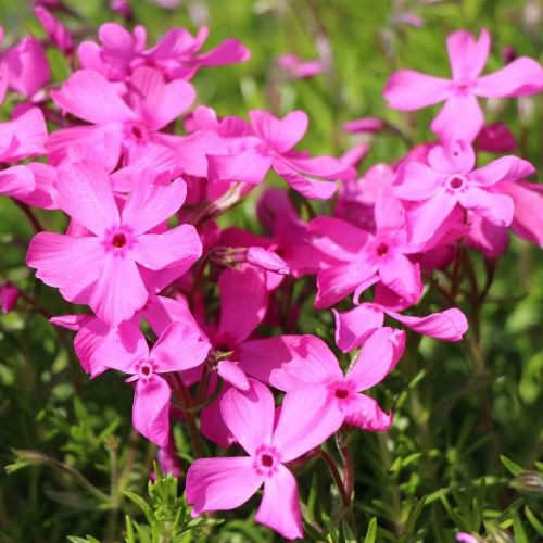 Phlox Daniel's Cushion - Pb6.5