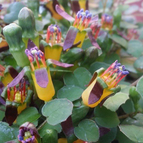 Fuchsia procumbens, Creeping Fuchsia - Pb5