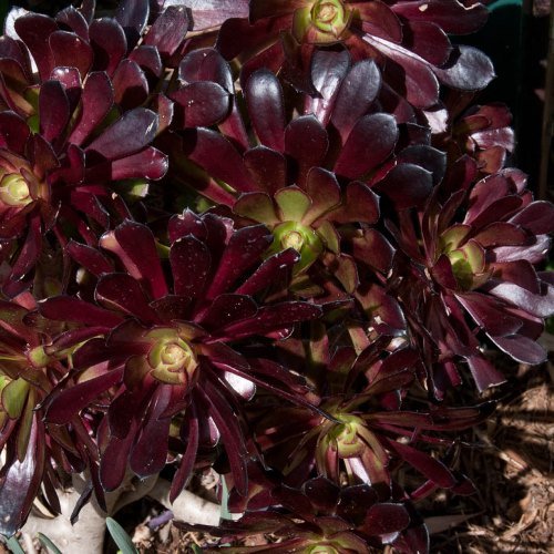 Aeonium Swarztkopf - 1Ltr/2Ltr - Image 2