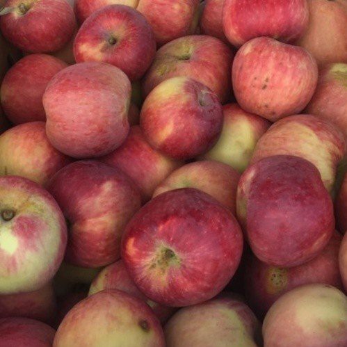Apple Jonalicious - Pb12