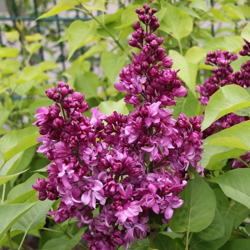 Syringa Mrs Edward Harding - Pb6.5 (30/50) - Image 2