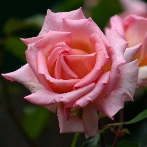 Rose Compassion (climber) - Image 2