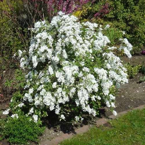 Exochorda The Bride, Pearlbush - Image 2