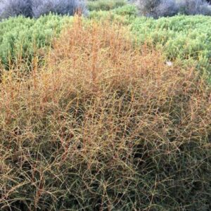 Coprosma Lobster - 2Ltr