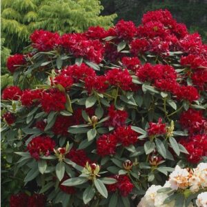 Rhododendron Black Magic - 6Ltr