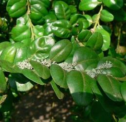 Buxus rotundifolia, Round-Leaved Box - Pb3