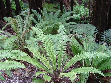 Blechnum discolor, Crown Fern - Pb5
