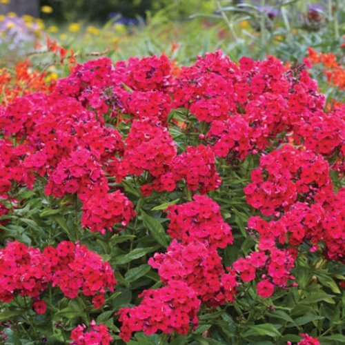 Phlox Starfire - Pb6.5 - Image 2