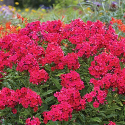 Phlox Starfire - Pb6.5