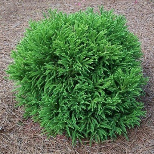 Cryptomeria Globosa Nana, Dwarf Japanese Cedar - 2.5Ltr - Image 2