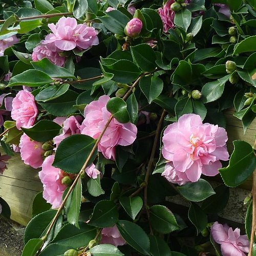 Camellia Marge Miller - 2.4Ltr - Image 2
