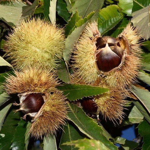 Castanea sativa, Sweet Chestnut - Pb28 - Image 2