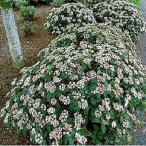 Viburnum davidii - Pb6.5