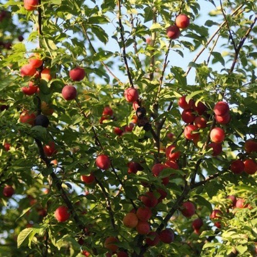 Plum McVerna - Pb18 - Image 2