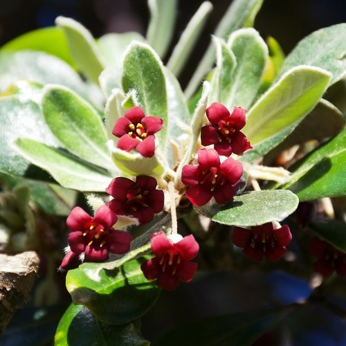 Pittosporum crassifolium, Karo - 25Ltr - Image 2