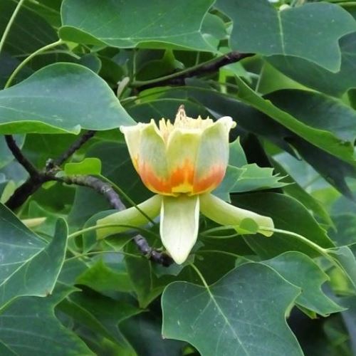 Liriodendron Arnold, Tulip Tree - Pb28 - Image 3