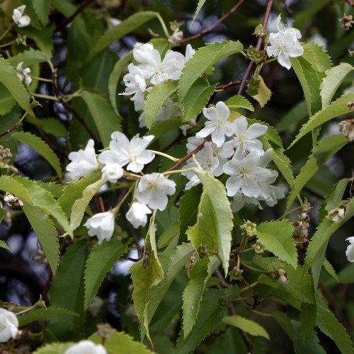 Hoheria populnea, Lacebark - Pb6.5 (90/130) - Image 2