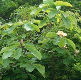 Magnolia rostrata, Beaked Magnolia - Pb12