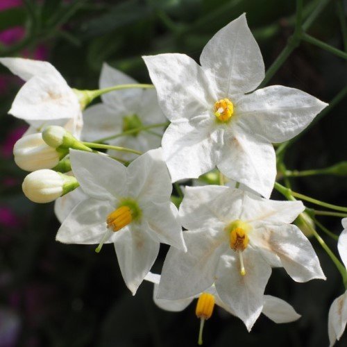 Solanum Grandiflora, Potato Vine - 1.5Ltr/Pb6.5 - Image 2
