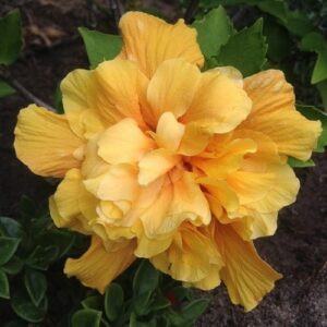 Hibiscus Crown of Bohemia - 3.5Ltr