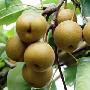 Nashi Pear Kosui - Pb18