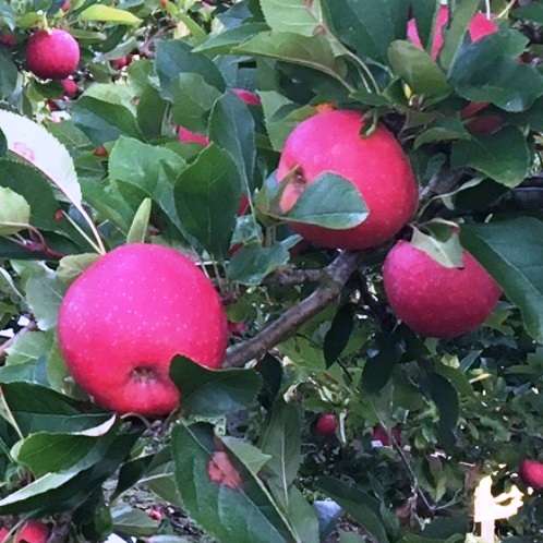 Apple Quadruple BB/GS/PR/RG - Espalier 35Ltr - Image 4