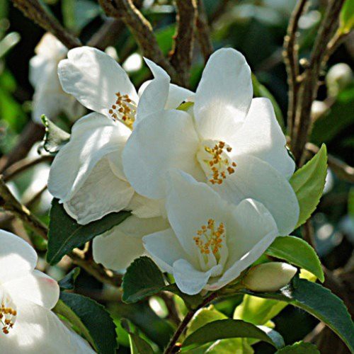 Camellia lutchuensis - Pb6.5 (30/60)