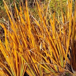 Libertia Volcano - Pb5