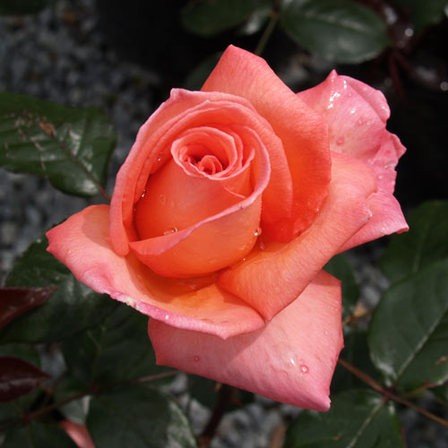 Rose Paddy Stephens (bush, hyb. tea)