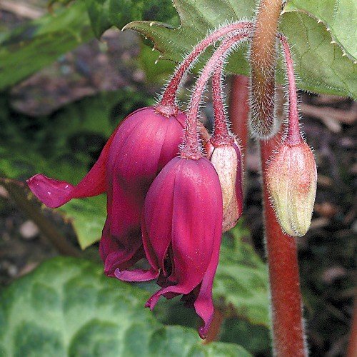 Podophyllum d. Kaleidoscope, Mandrake - Pb6.5 - Image 3