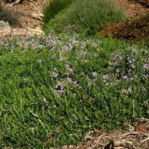 Rosmarinus Prostrata - Pb5