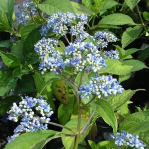 Dichroa Blue Sapphire - 3.5Ltr