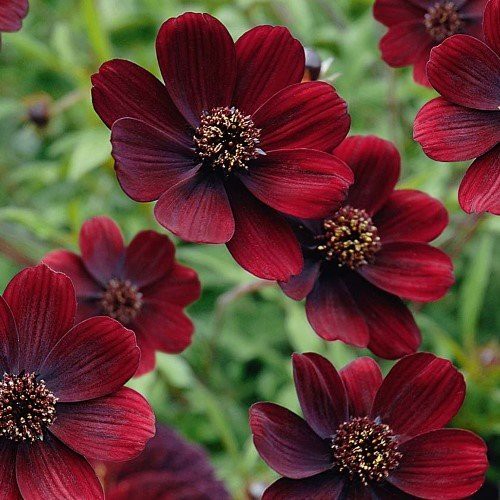 Cosmos Choca Mocha - 2Ltr