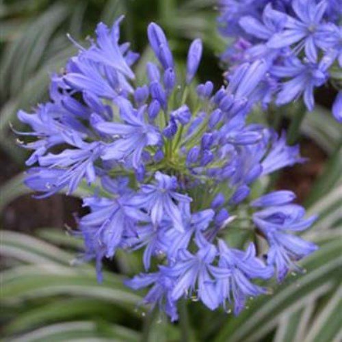Agapanthus Thunderstorm - Pb6.5 - Image 2