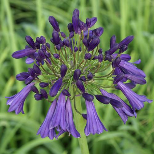 Agapanthus Purple Cloud - Pb6.5 - Image 2
