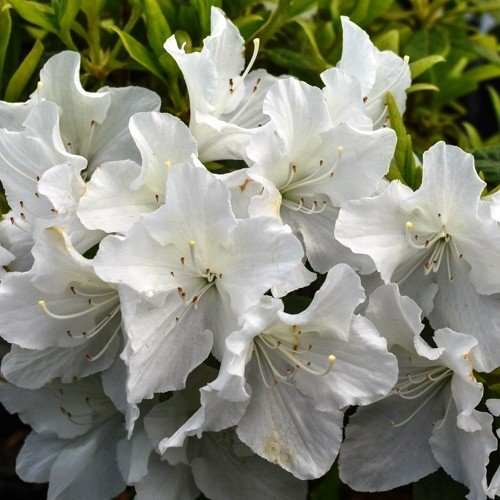 Azalea Sparkle - 1.25Ltr - Image 2